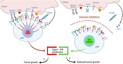 Inhibitory receptors of plasmacytoid dendritic cells as possible targets for checkpoint blockade in cancer